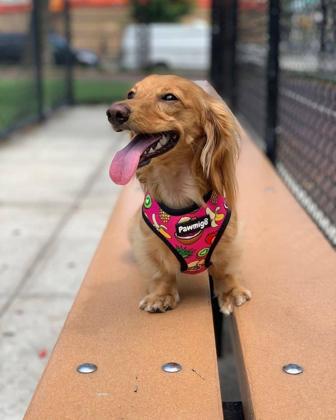 Snack Shack Reversible Harness – Reversible Harness | Doggo Dream Shop