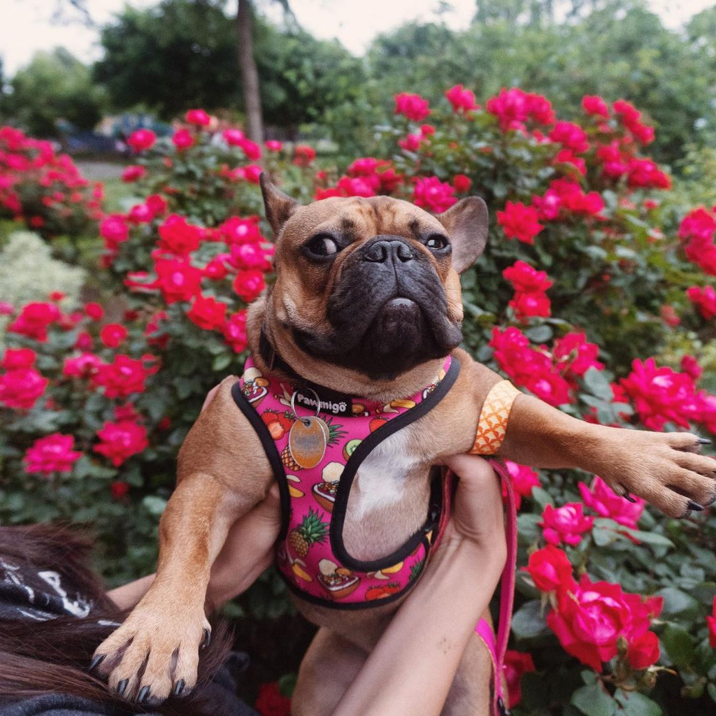 Snack Shack Reversible Harness – Reversible Harness | Doggo Dream Shop