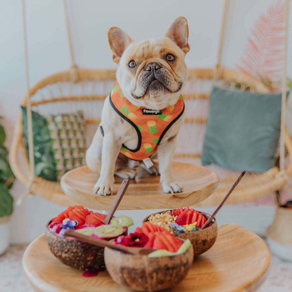 Snack Shack Reversible Harness – Reversible Harness | Doggo Dream Shop
