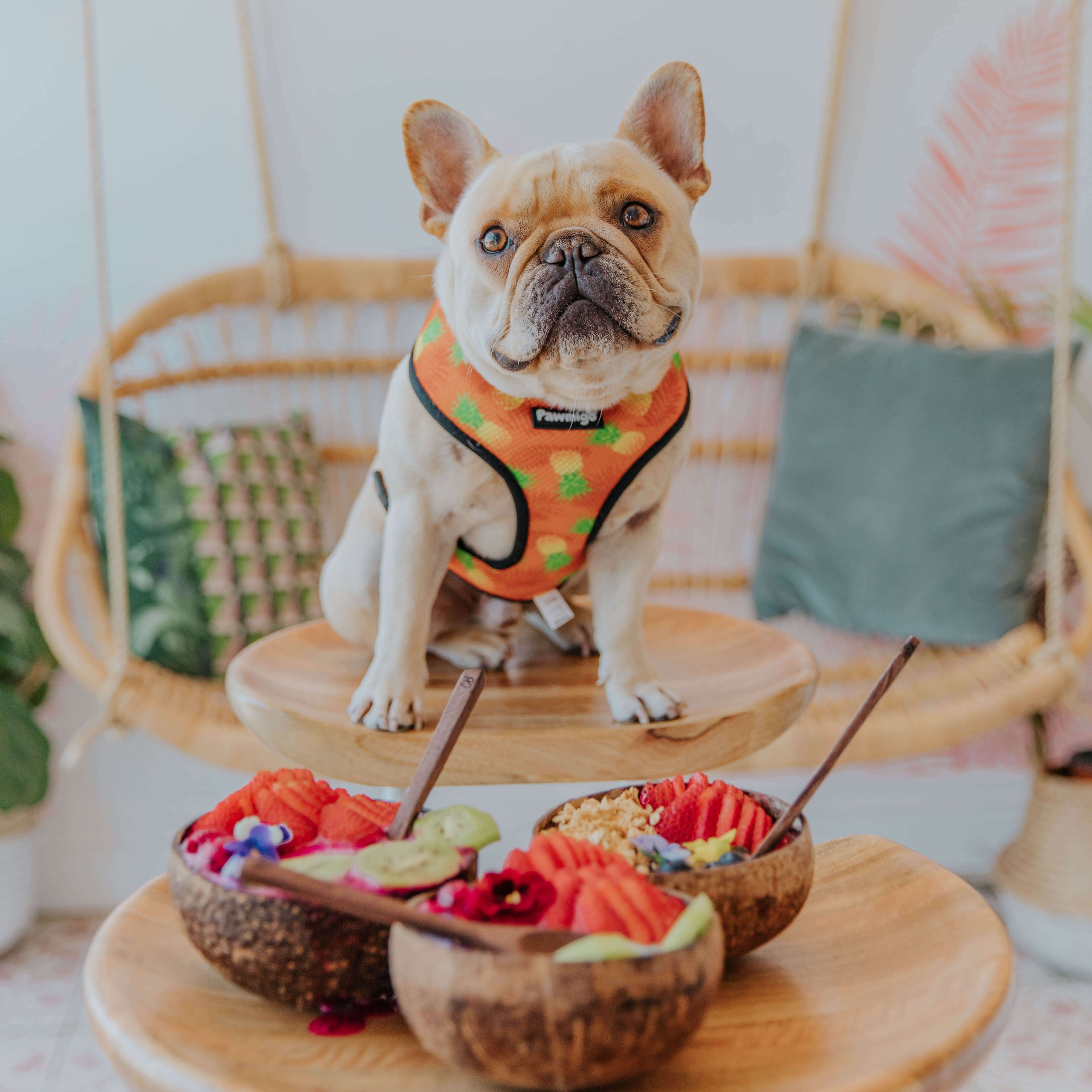 Snack Shack Reversible Harness – Reversible Harness | Doggo Dream Shop