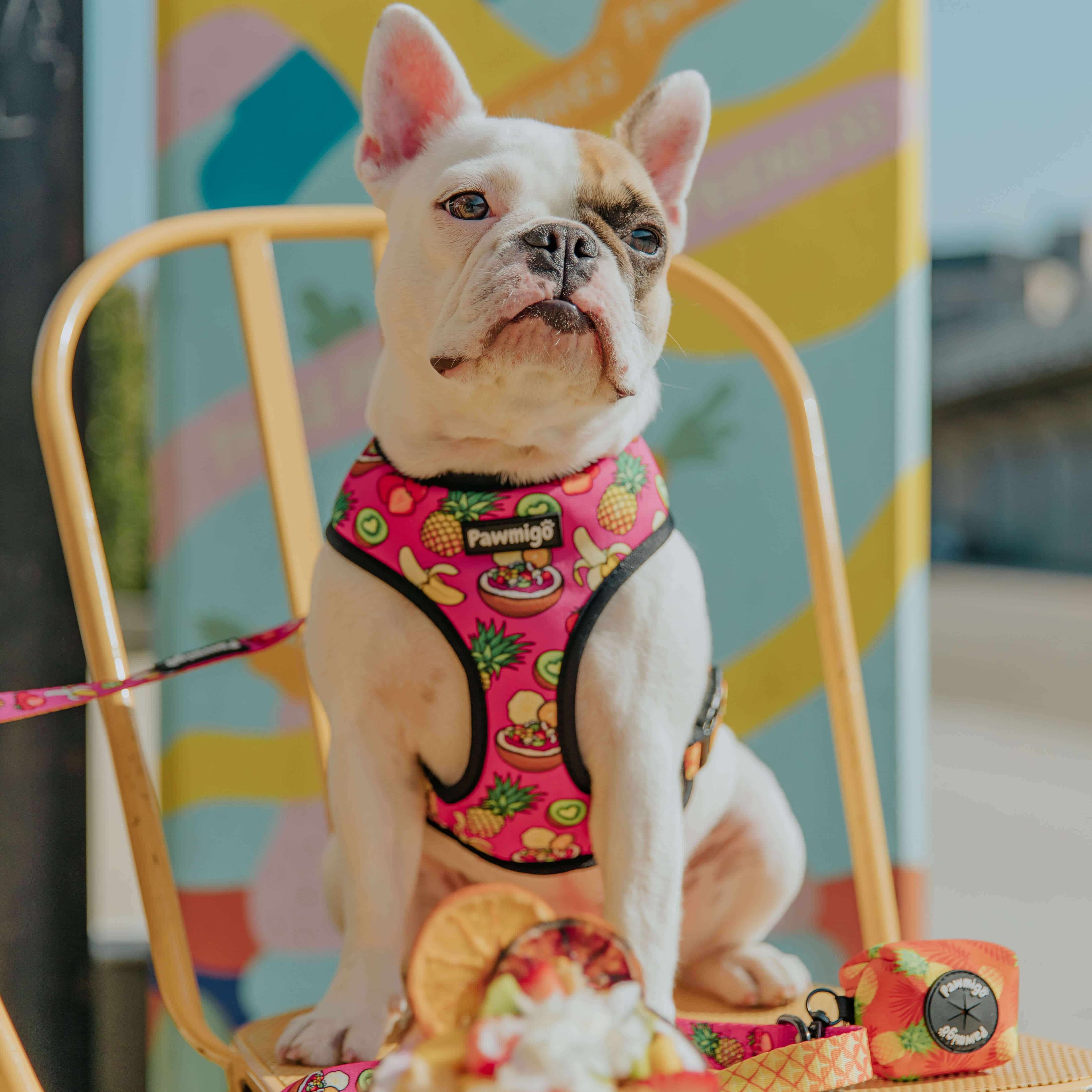 Snack Shack Reversible Harness – Reversible Harness | Doggo Dream Shop