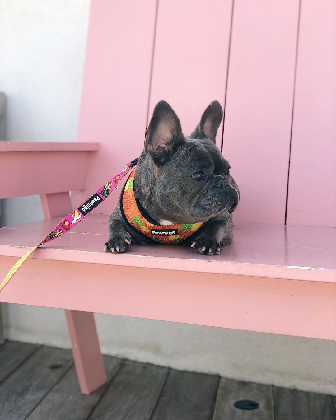 Snack Shack Leash Kit – Leash Kit | Doggo Dream Shop