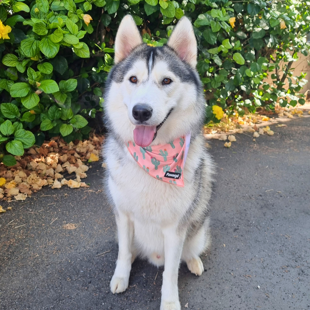 Succa For You Cooling Bandana – Seasonal Bandana | Doggo Dream Shop