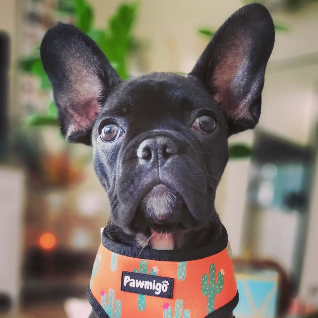 Succa For You Reversible Harness – Reversible Harness | Doggo Dream Shop