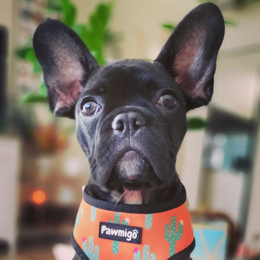 Succa For You Reversible Harness – Reversible Harness | Doggo Dream Shop