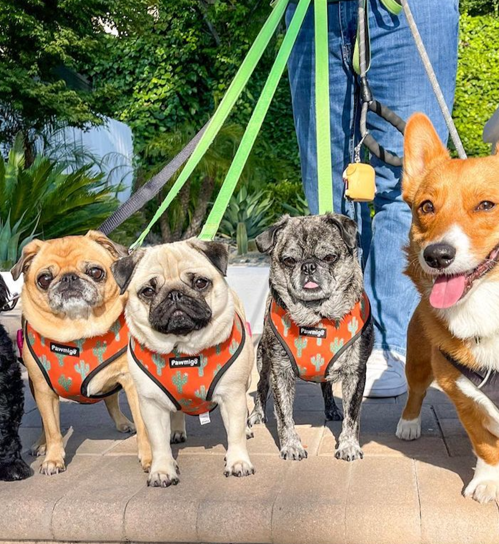 Succa For You Reversible Harness – Reversible Harness | Doggo Dream Shop