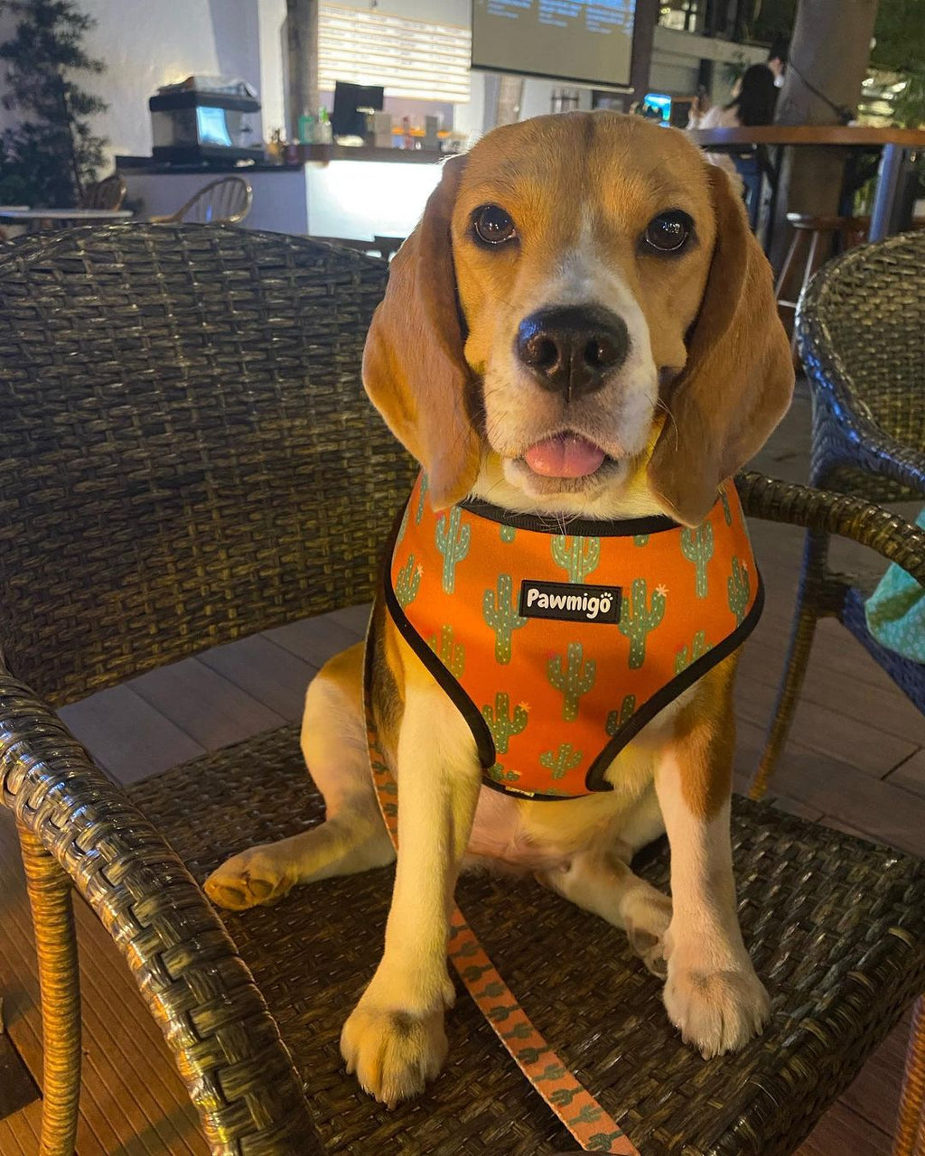 Succa For You Reversible Harness – Reversible Harness | Doggo Dream Shop