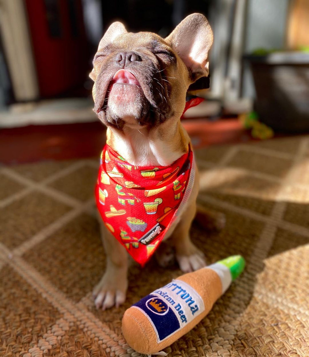 Taco Tuesday Cooling Bandana – Seasonal Bandana | Doggo Dream Shop