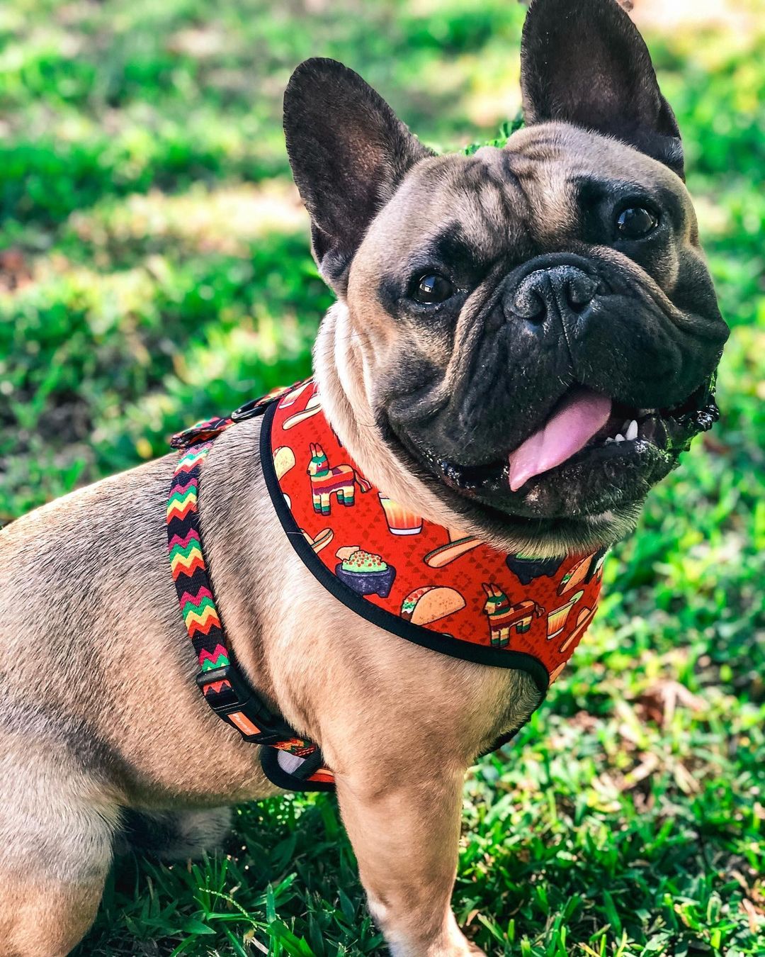 Taco Tuesday Reversible Harness – Reversible Harness | Doggo Dream Shop