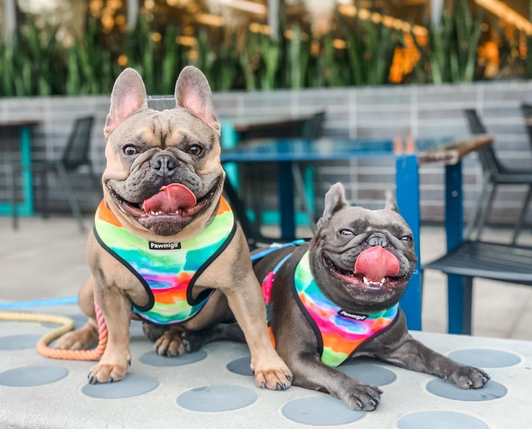 Tie-Dye For Reversible Harness – Reversible Harness | Doggo Dream Shop