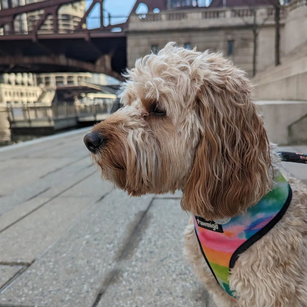 Tie-Dye For Reversible Harness – Reversible Harness | Doggo Dream Shop