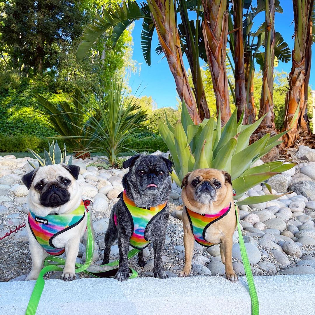 Tie-Dye For Reversible Harness – Reversible Harness | Doggo Dream Shop