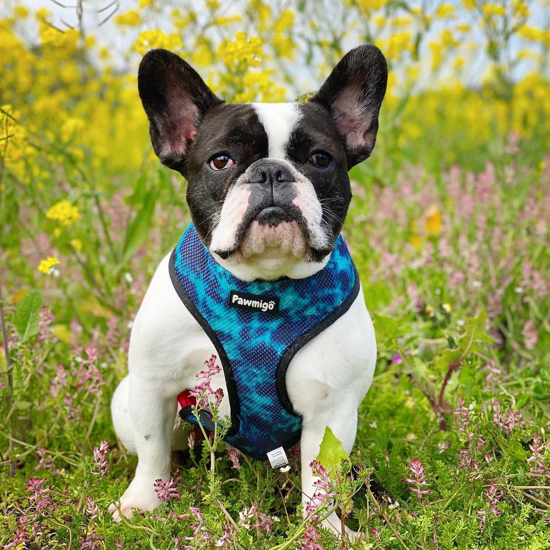 Tie-Dye For Reversible Harness – Reversible Harness | Doggo Dream Shop