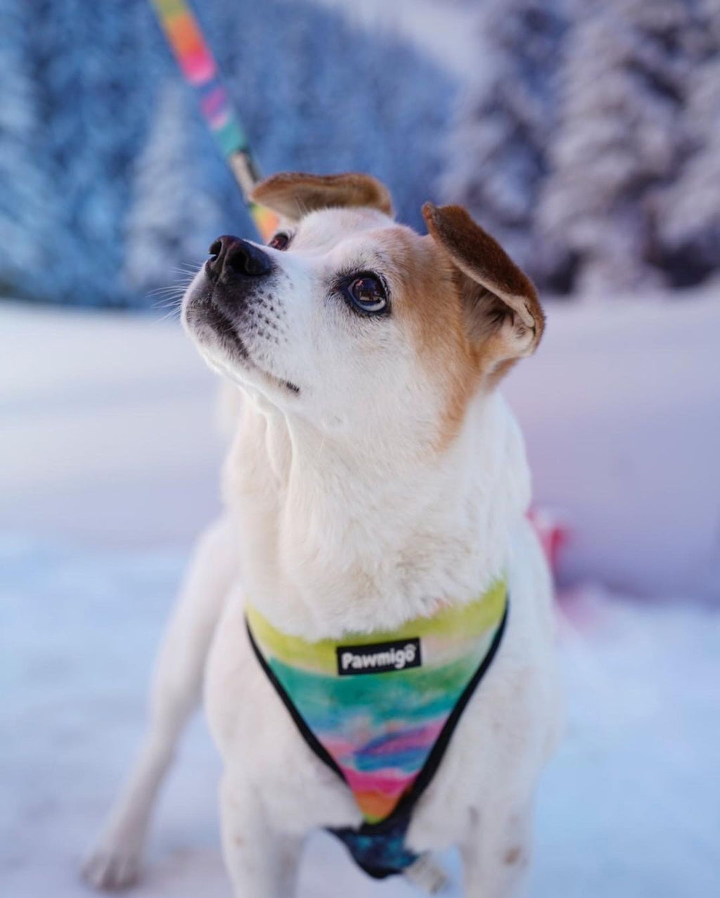 Tie-Dye For Reversible Harness – Reversible Harness | Doggo Dream Shop