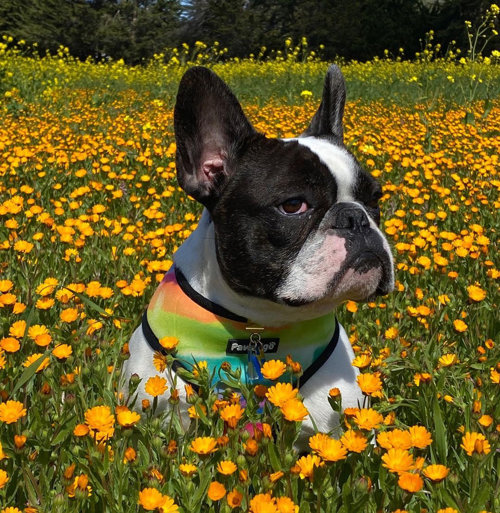 Tie-Dye For Reversible Harness – Reversible Harness | Doggo Dream Shop
