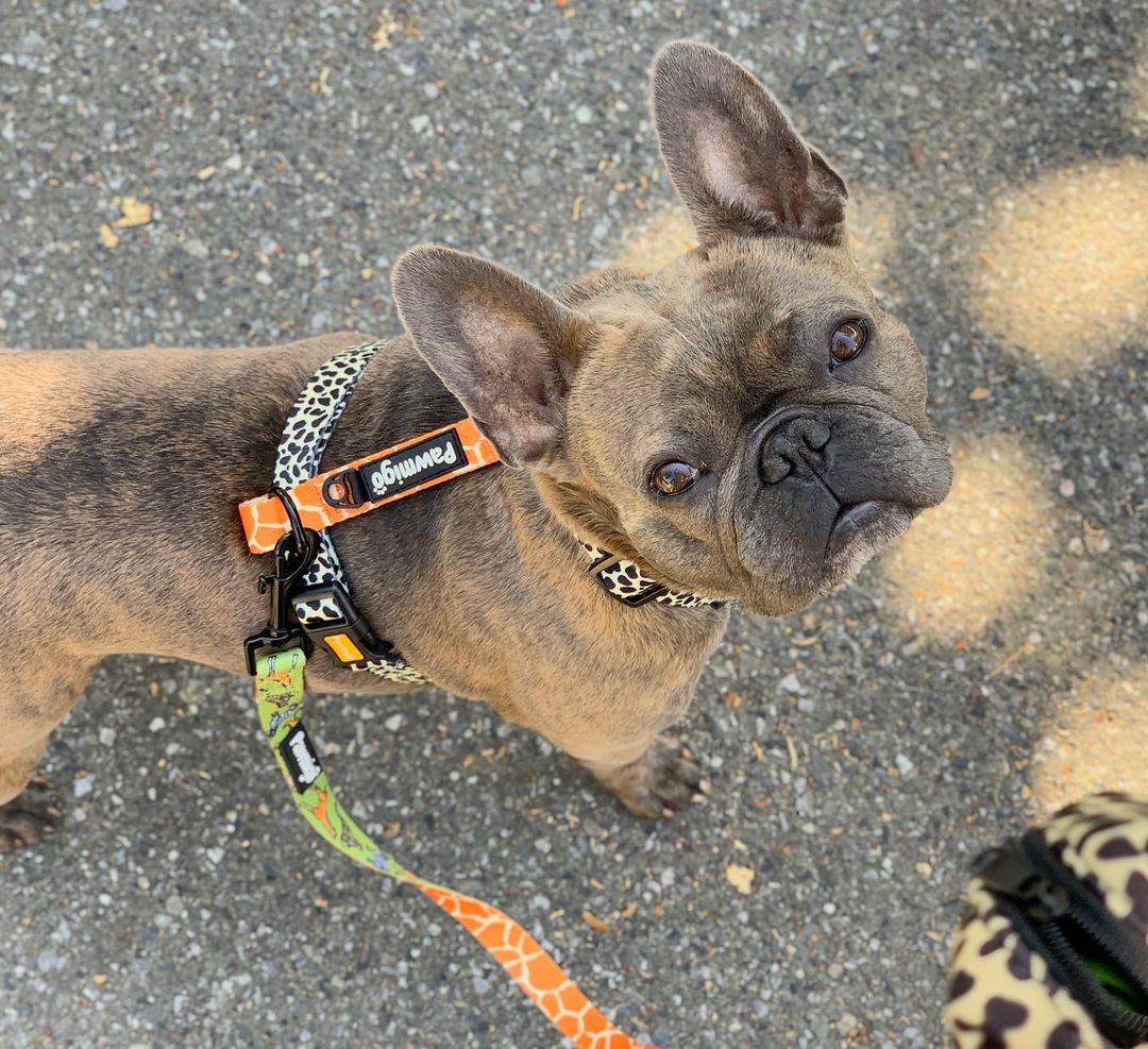 Wild Thing Free-Fit Harness – Free-Fit Harness | Doggo Dream Shop