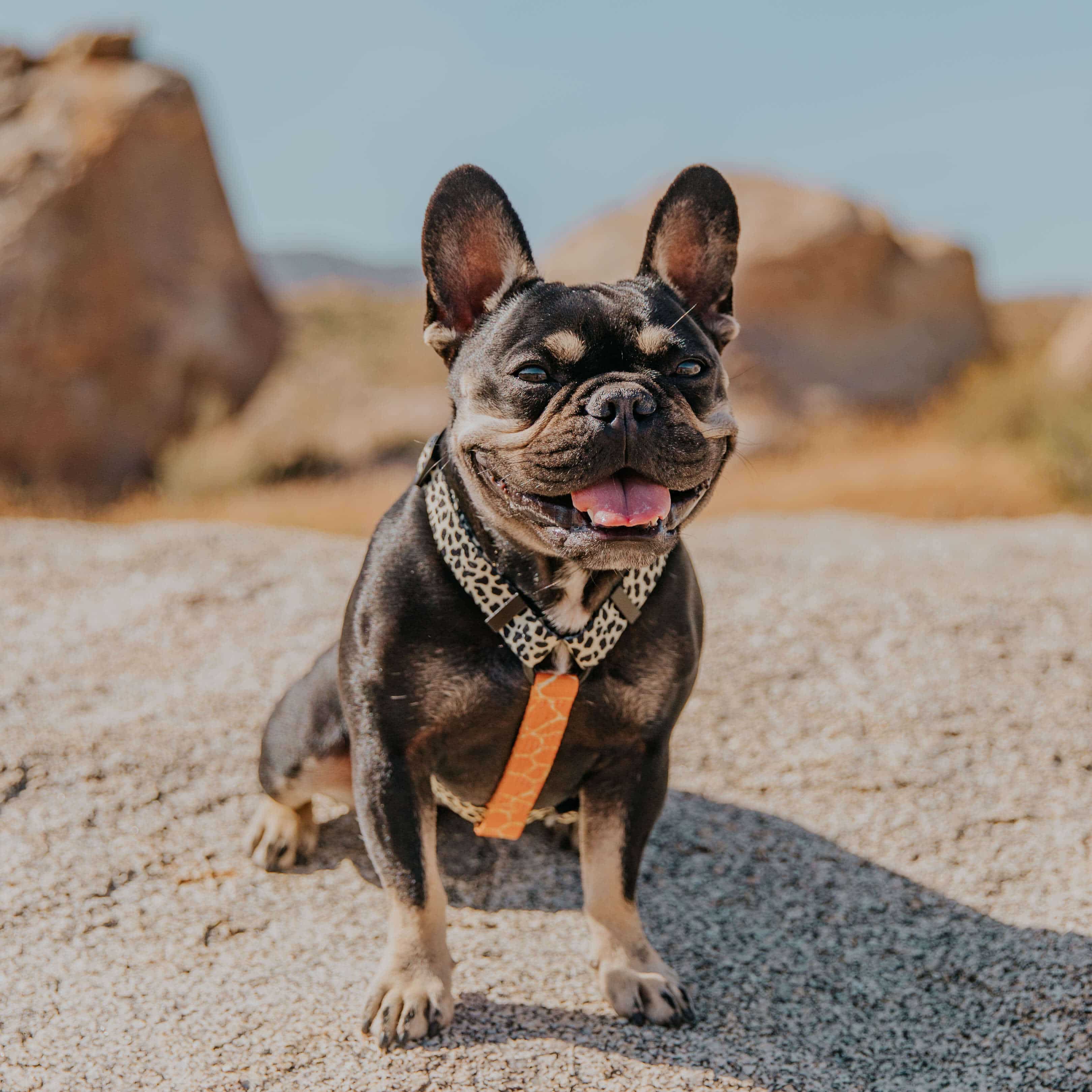 Wild Thing Free-Fit Harness – Free-Fit Harness | Doggo Dream Shop