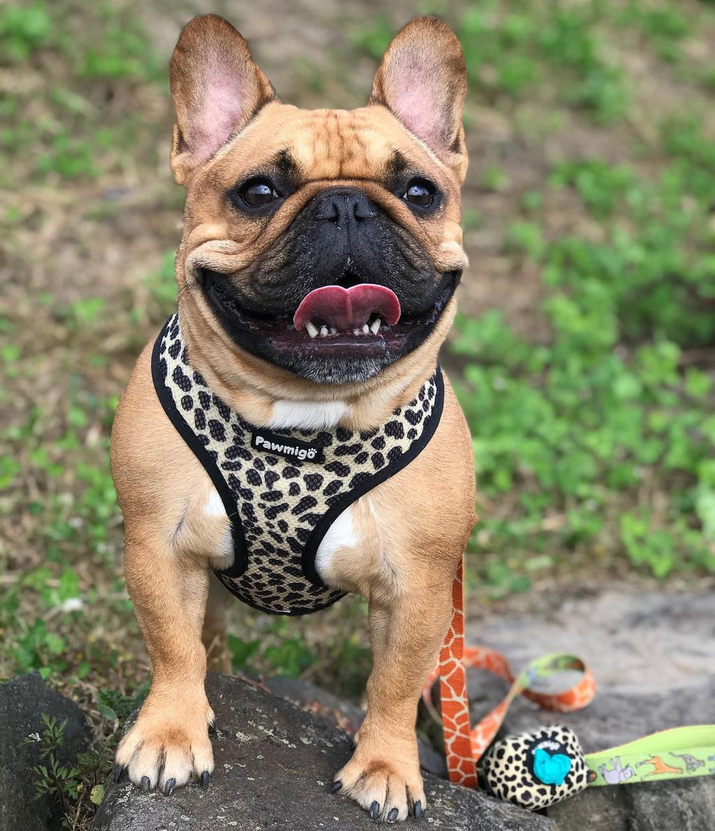 Wild Thing Leash Kit – Leash Kit | Doggo Dream Shop