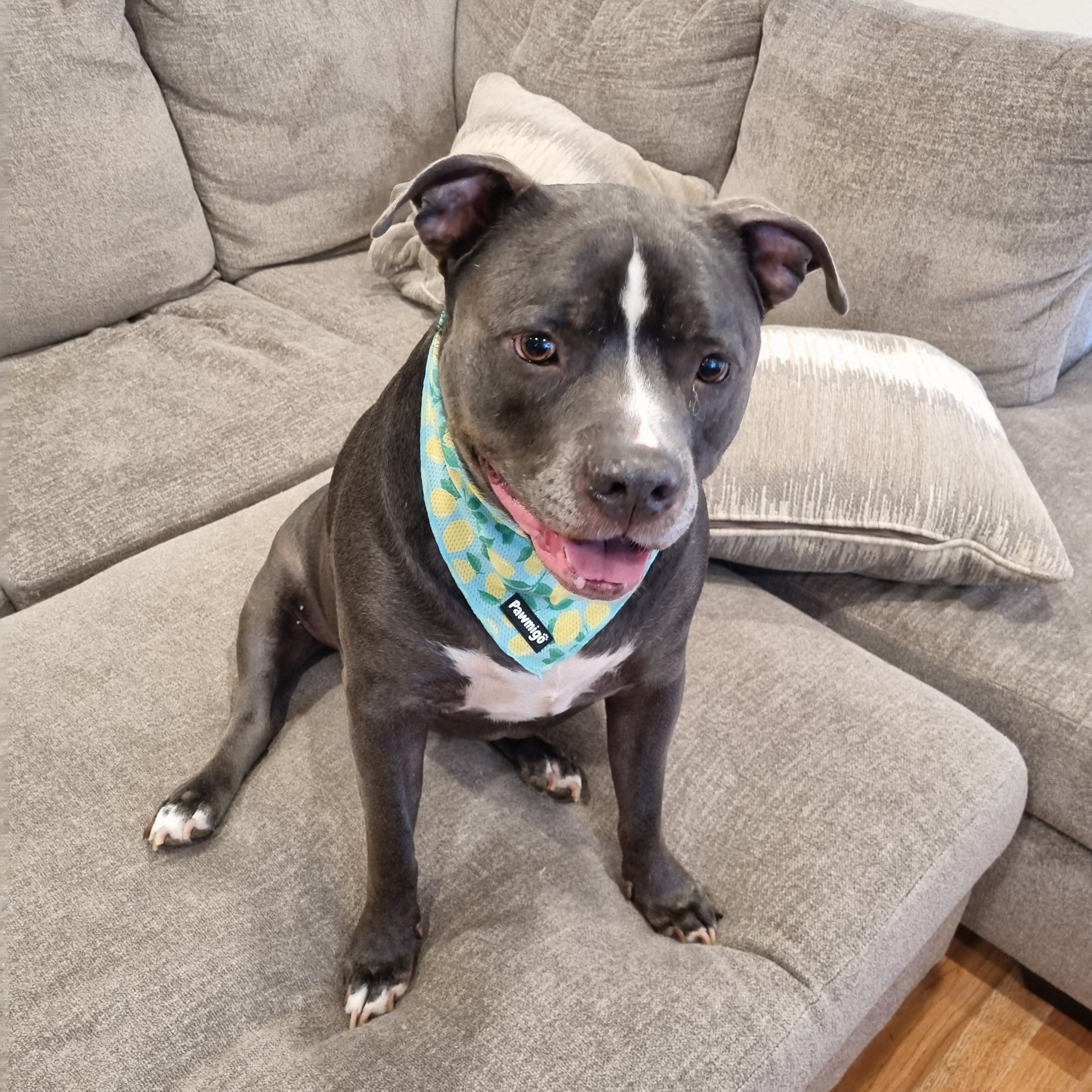 Worth The Squeeze Cooling Bandana – Seasonal Bandana | Doggo Dream Shop