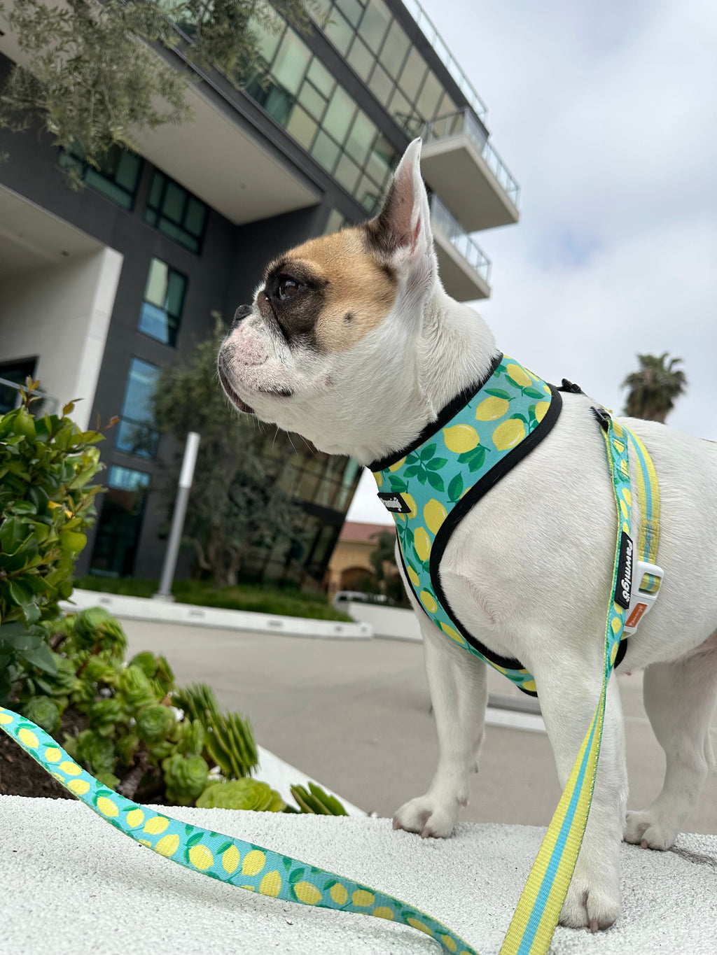 Worth The Squeeze Leash Kit – Leash Kit | Doggo Dream Shop