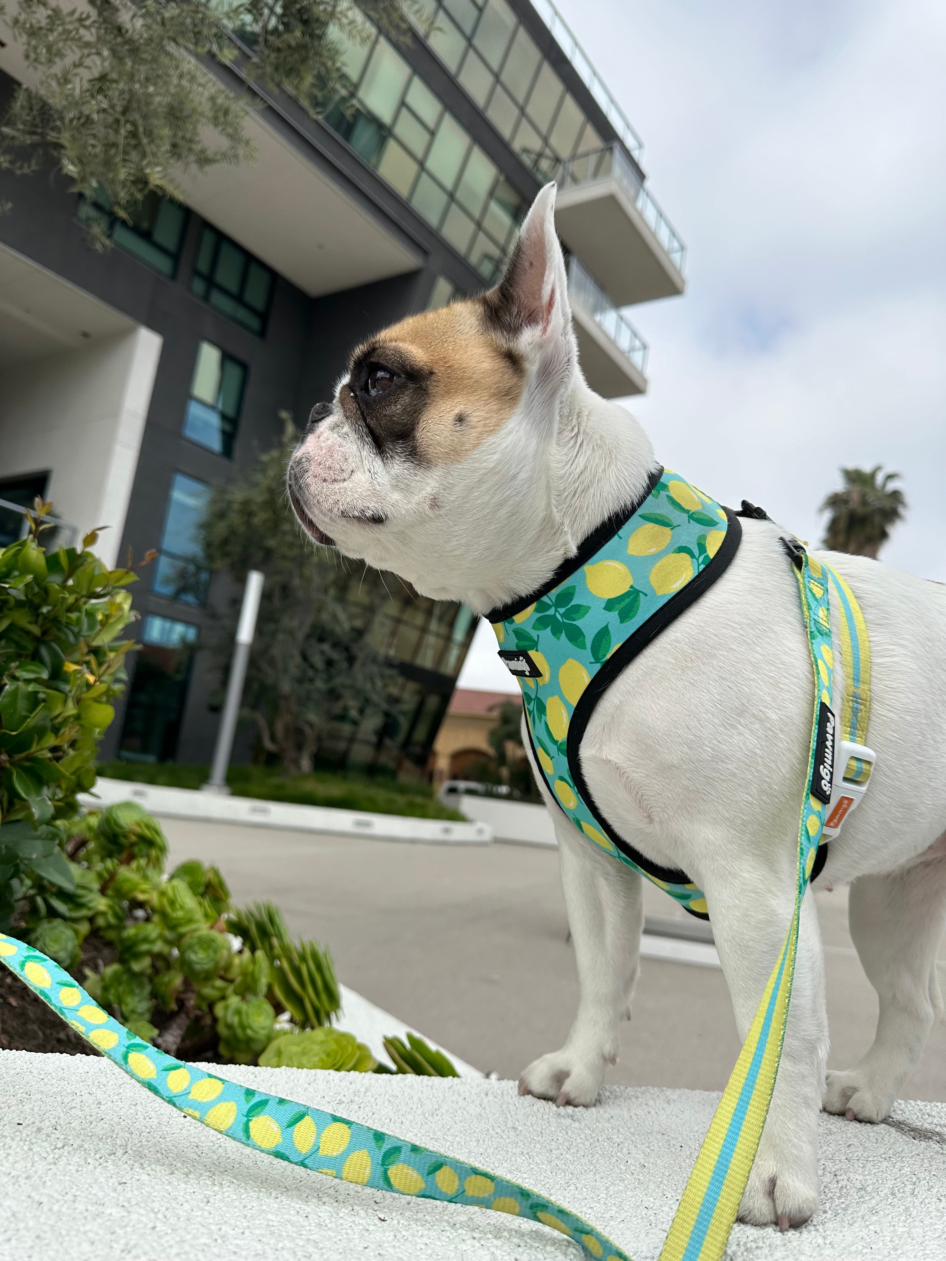 Worth The Squeeze Leash Kit – Leash Kit | Doggo Dream Shop