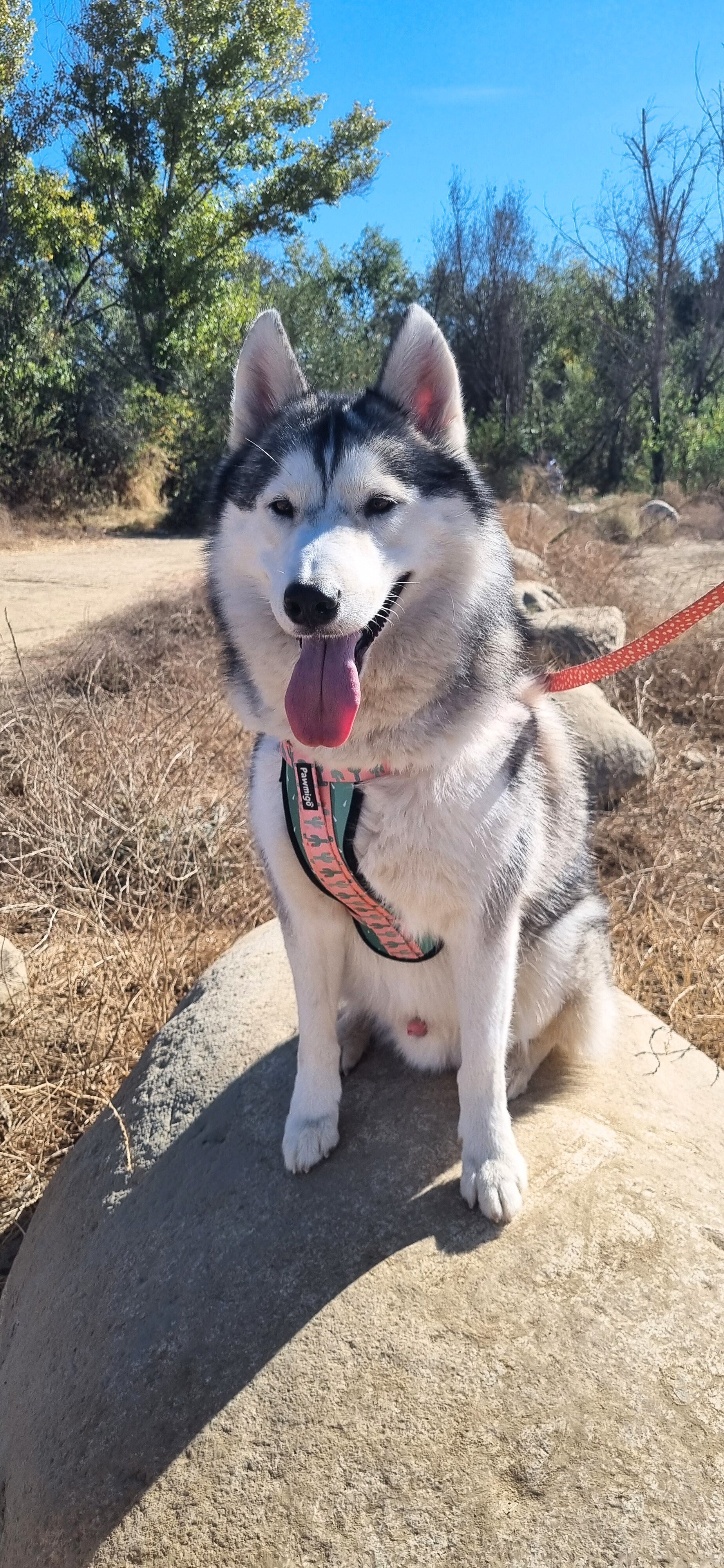 Succa For You X-Fit Harness – Pet Collars & Harnesses | Doggo Dream Shop