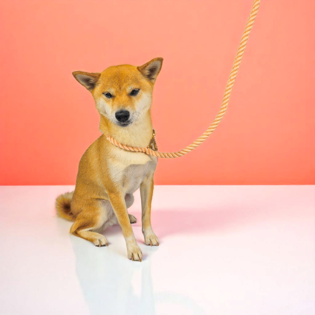 Wolfdoge Rope Dog Leash – Leashes | Doggo Dream Shop