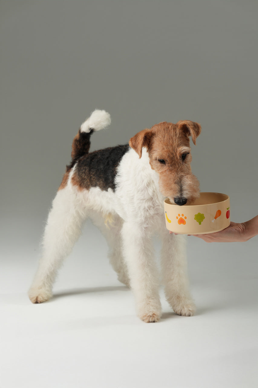 Nomnom Ceramic Dog Bowl – Food-Grade Stoneware, Non-Slip, Dishwasher Safe