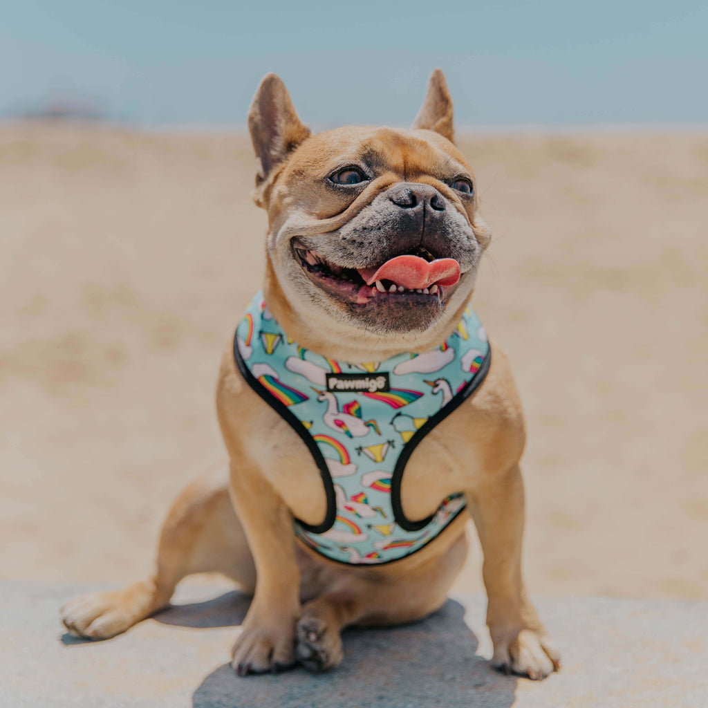 Pool Pawty Reversible Harness – Reversible Harness | Doggo Dream Shop