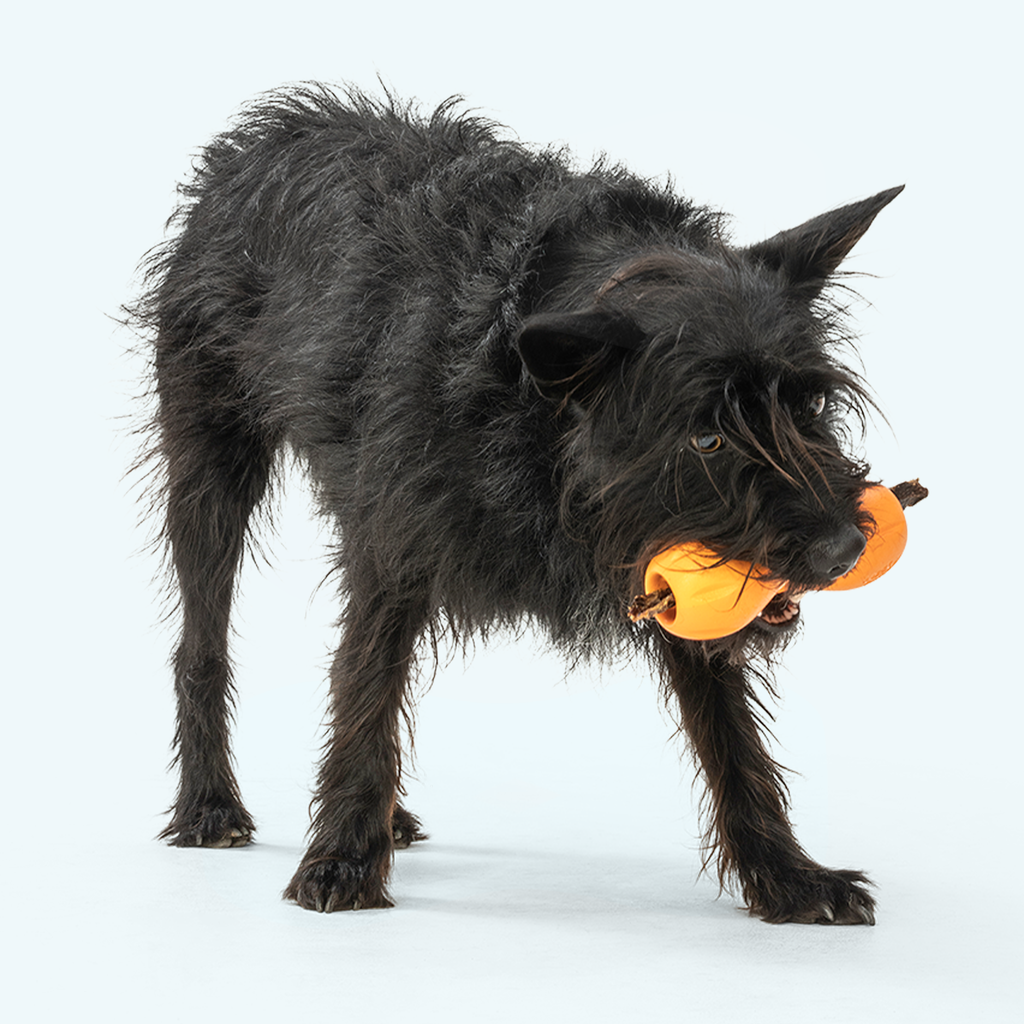 West Paw Qwizl Treat Dispensing Chew Toy for Dogs