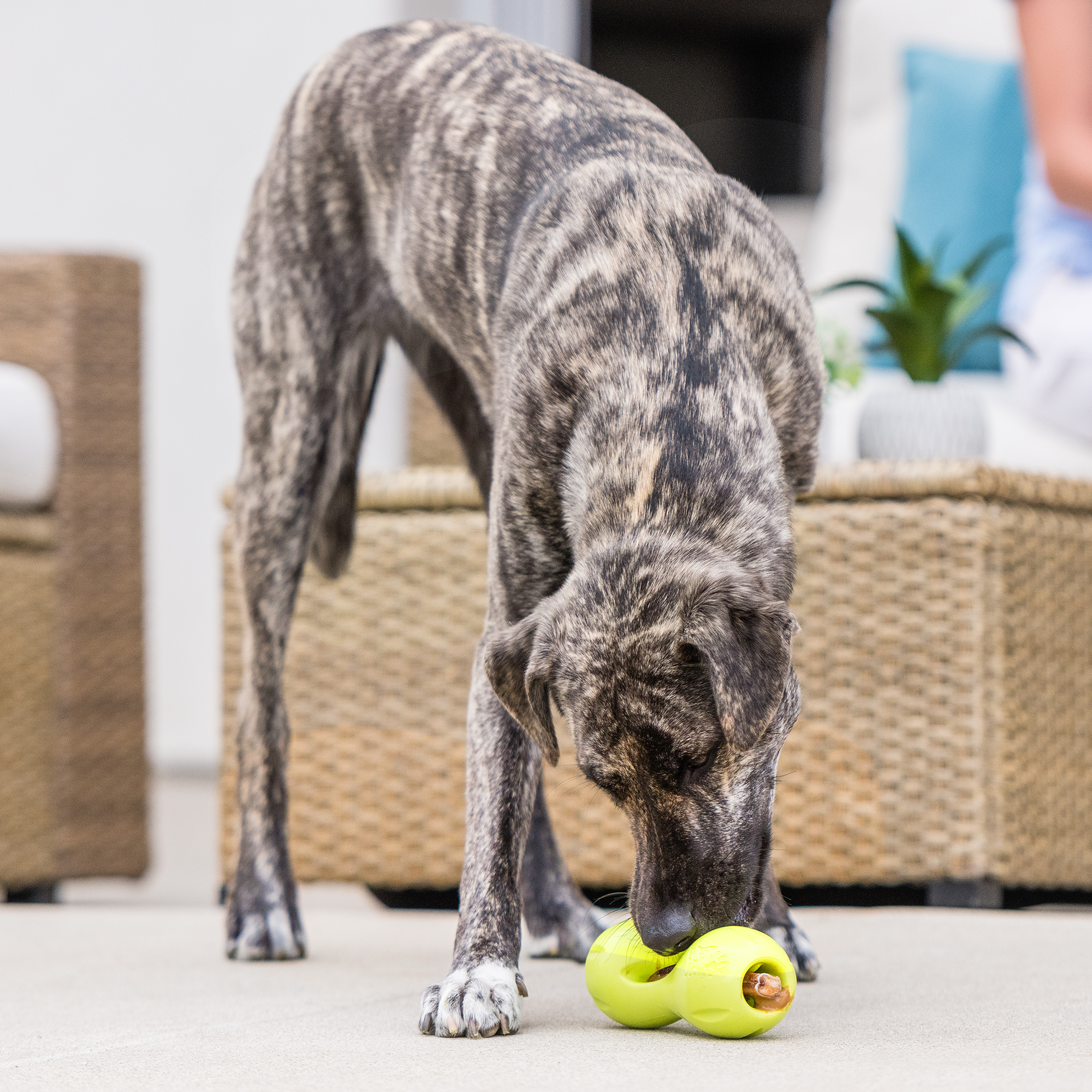 West Paw Qwizl Treat Dispensing Chew Toy for Dogs