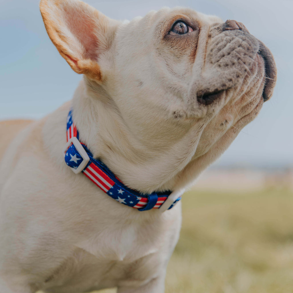 Red, White, & Bark Classic Collar – Collar | Doggo Dream Shop