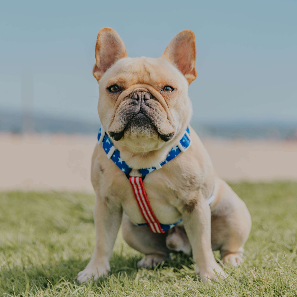 Red, White & Bark Free-Fit Harness – Free-Fit Harness | Doggo Dream Shop