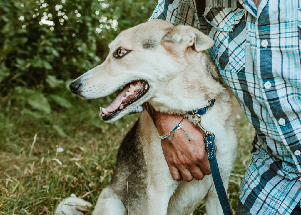 Rolled Style Blue Leather Quick-Release Dog Collar | Euro-Dog