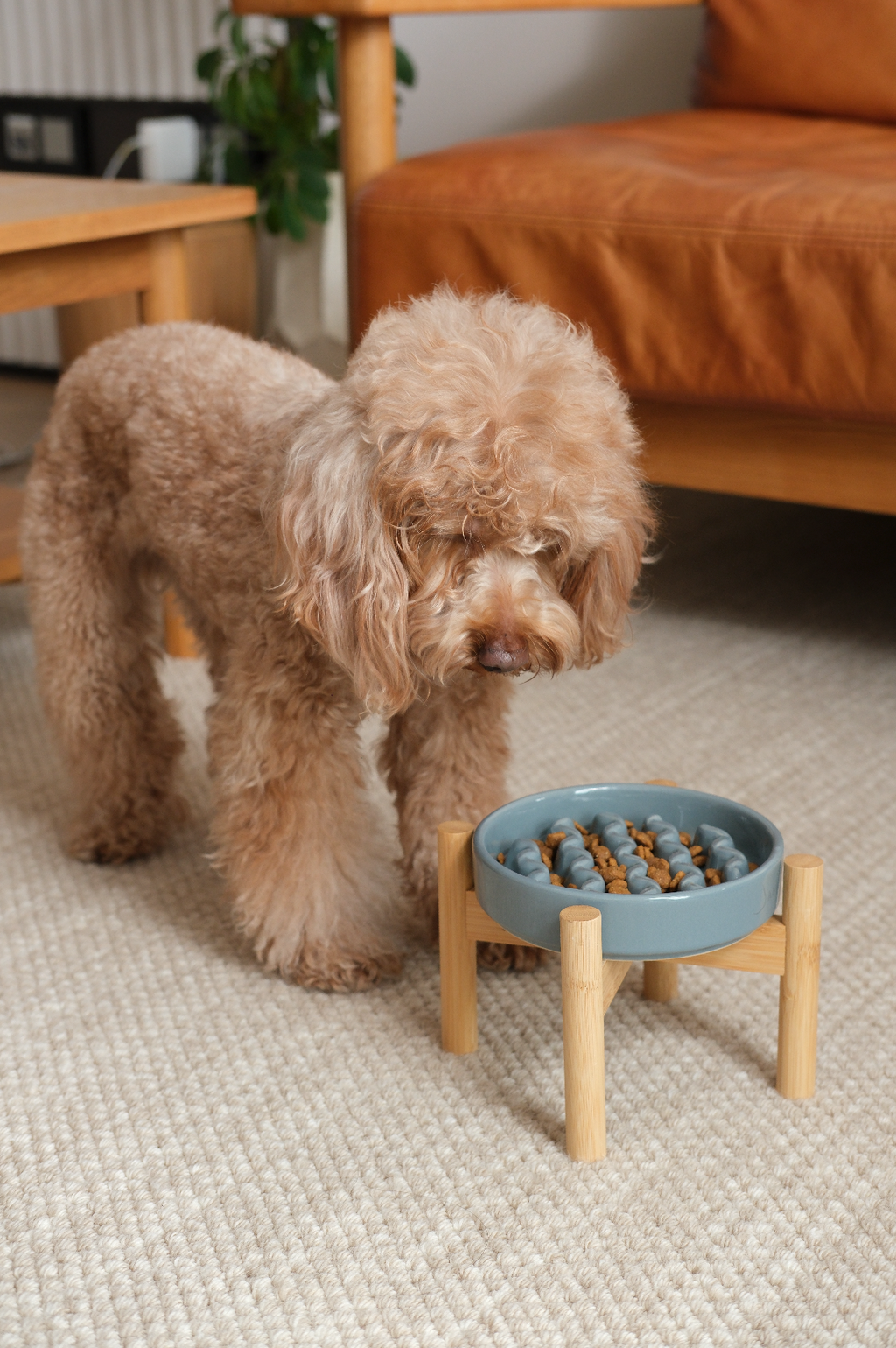 Macaroni Slow Feeder Dog Bowl – Ceramic, Non-Slip, Optional Wood Stand