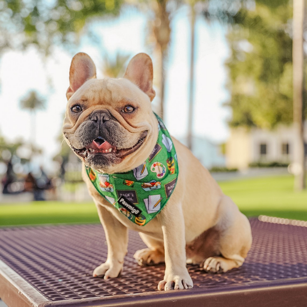 Teacher's Pet Cooling Bandana – Seasonal Bandana | Doggo Dream Shop