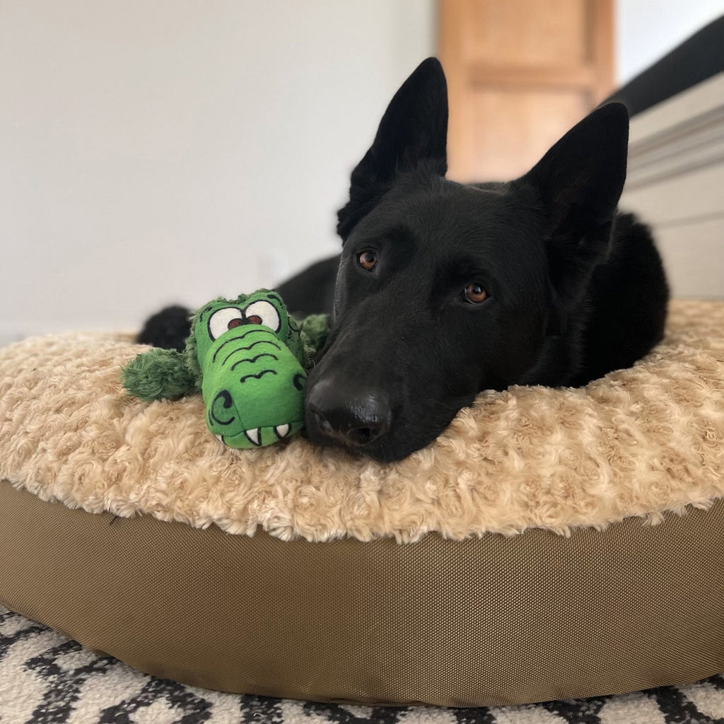 Tucker_Alliegator - Doggo Dream Shop