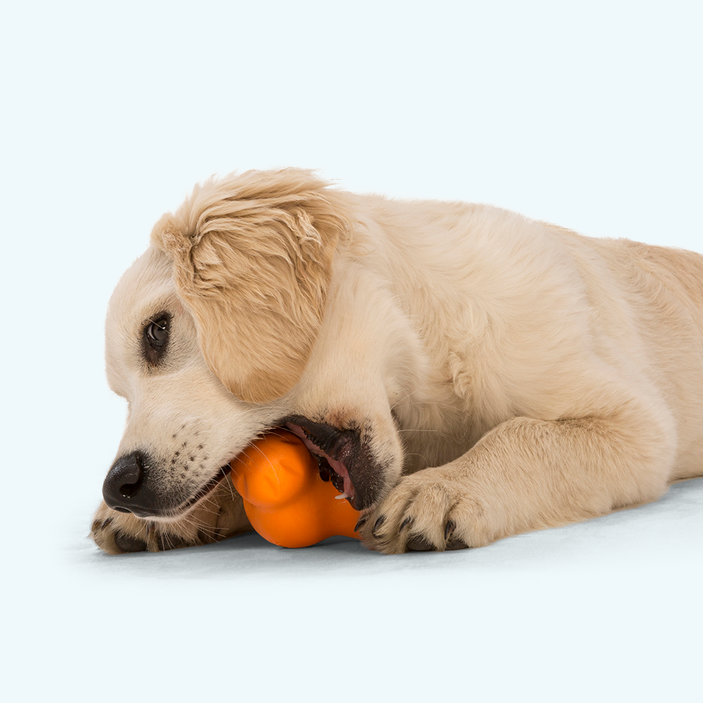West Paw Tux Treat Dispensing Chew Toy for Dogs