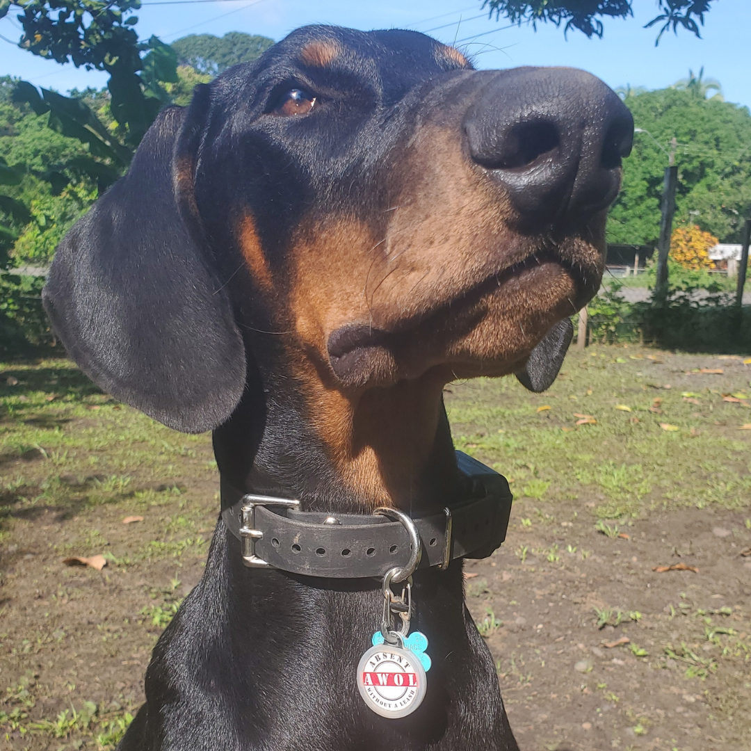 PetHub QR Pet ID Tag – Absent Without a Leash (AWOL) – Digital Pet ID Tag | Doggo Dream Shop
