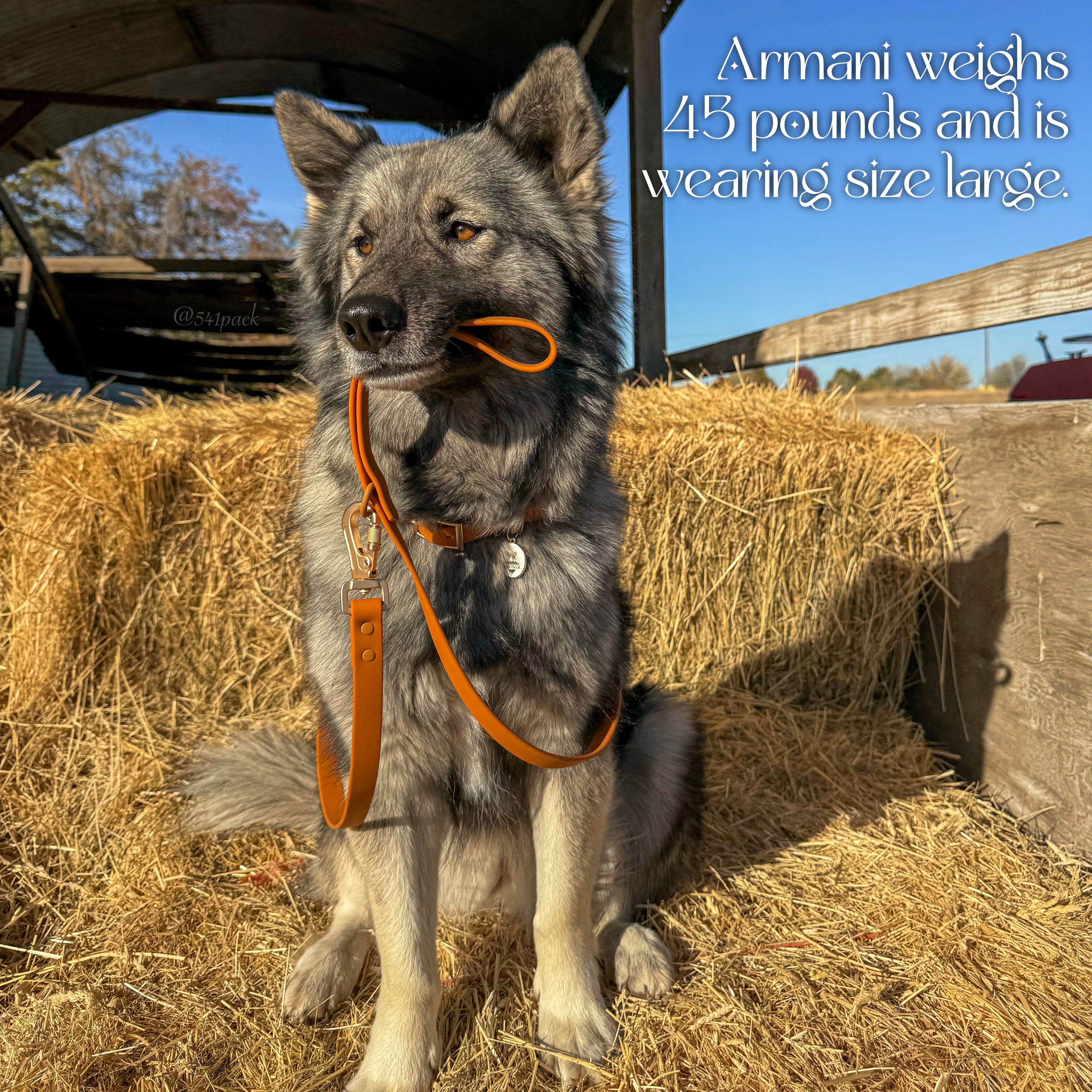 Wolfdoge Waterproof Dog Collar – Stylish, Durable & Easy?Clean – Collars | Doggo Dream Shop