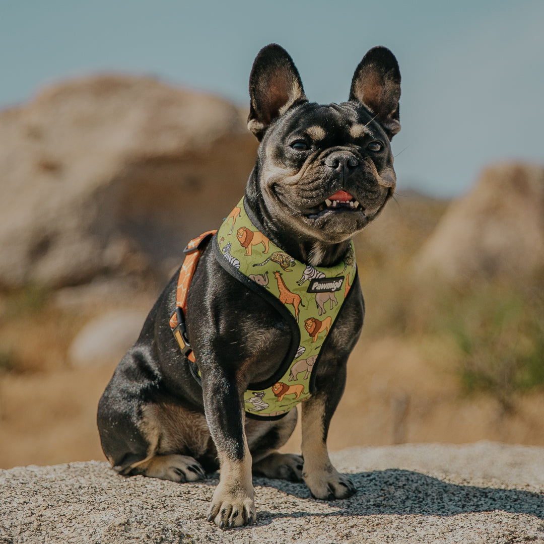 Wild Thing Reversible Harness – Reversible Harness | Doggo Dream Shop