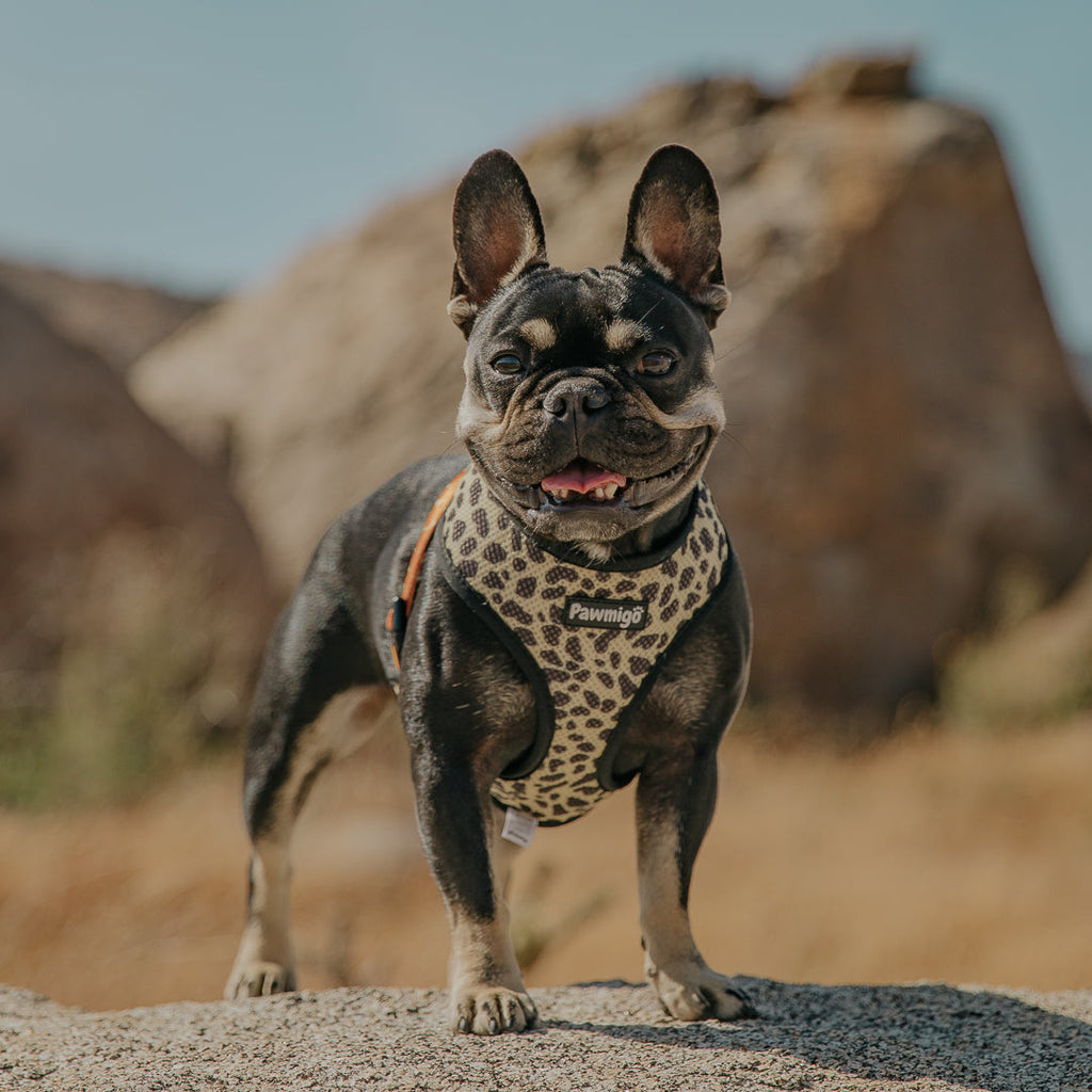 Wild Thing Reversible Harness – Reversible Harness | Doggo Dream Shop