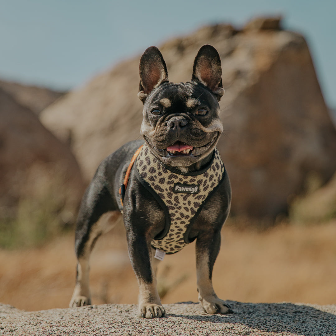Wild Thing Reversible Harness – Reversible Harness | Doggo Dream Shop