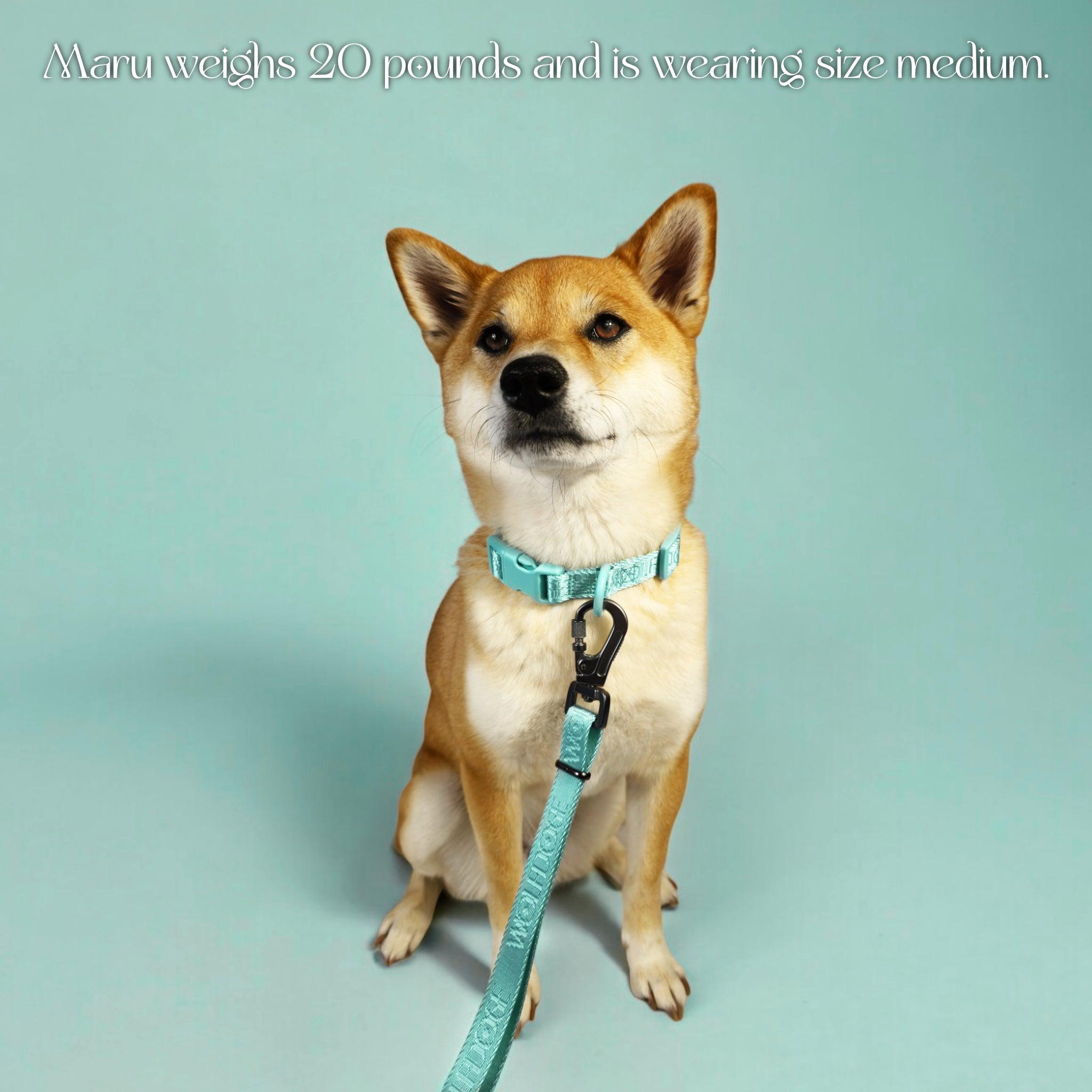 Wolfdoge Signature Collar – Collars | Doggo Dream Shop