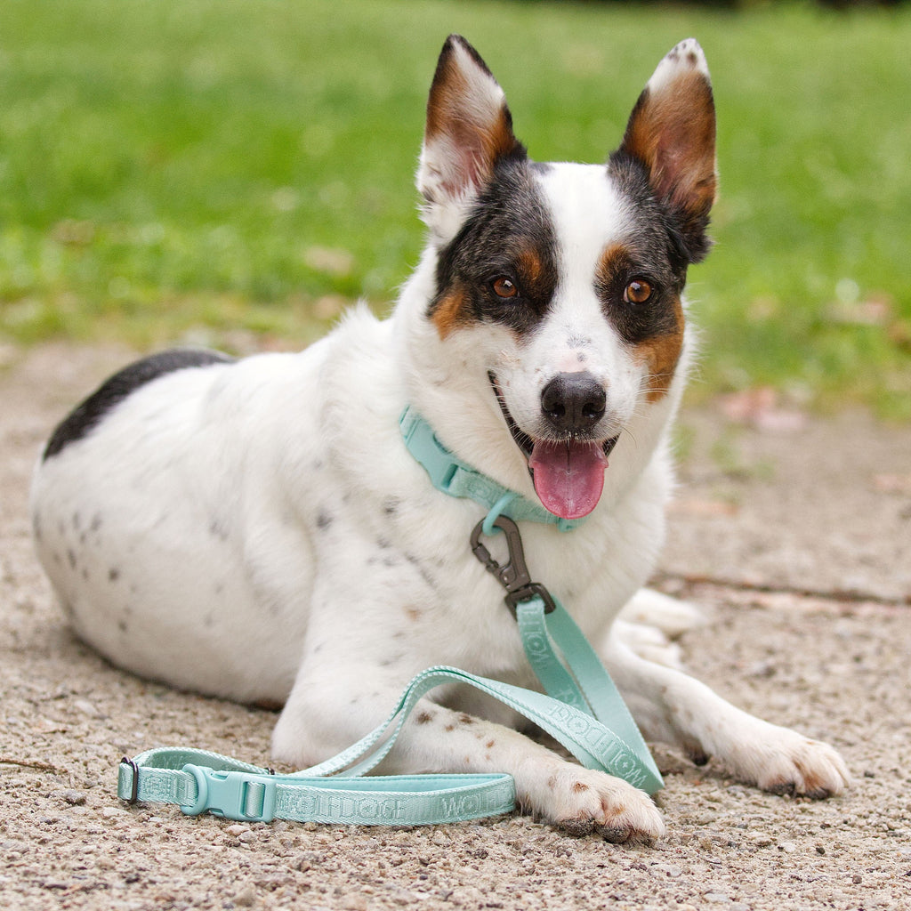 Wolfdoge Signature Leash – Leashes | Doggo Dream Shop