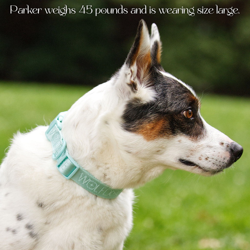 Wolfdoge Signature Collar – Collars | Doggo Dream Shop