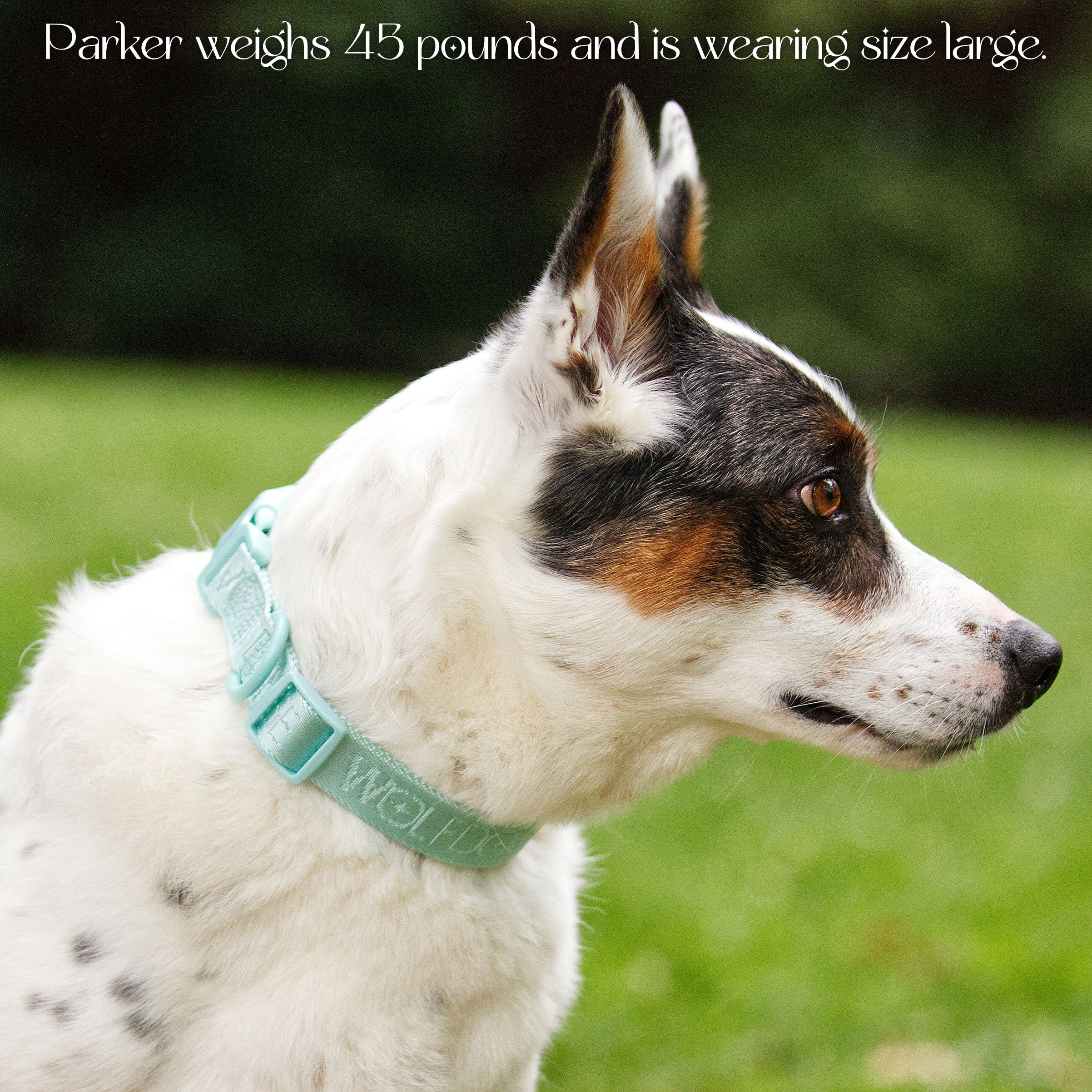 Wolfdoge Signature Collar – Collars | Doggo Dream Shop