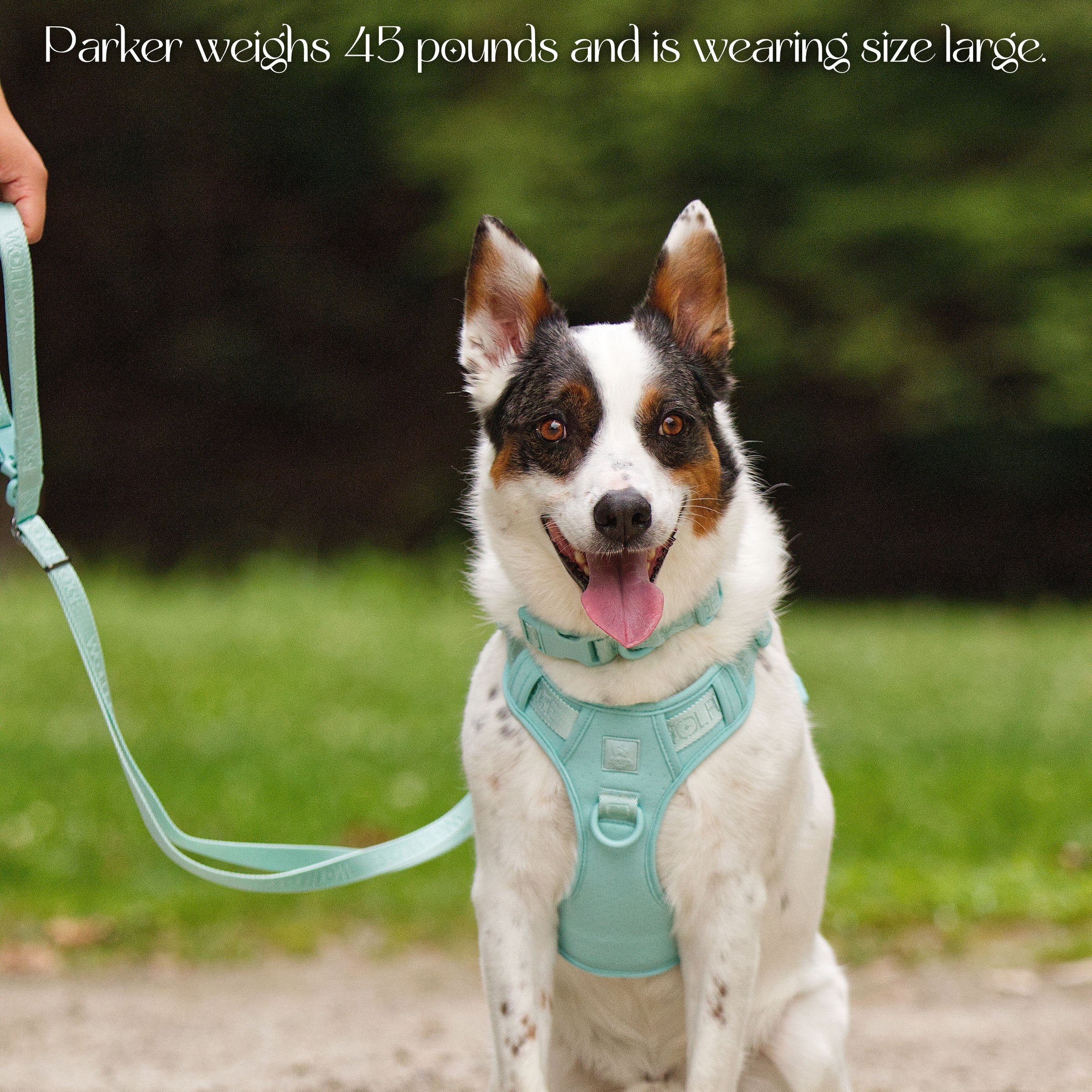 Wolfdoge Signature Harness – Harnesses | Doggo Dream Shop