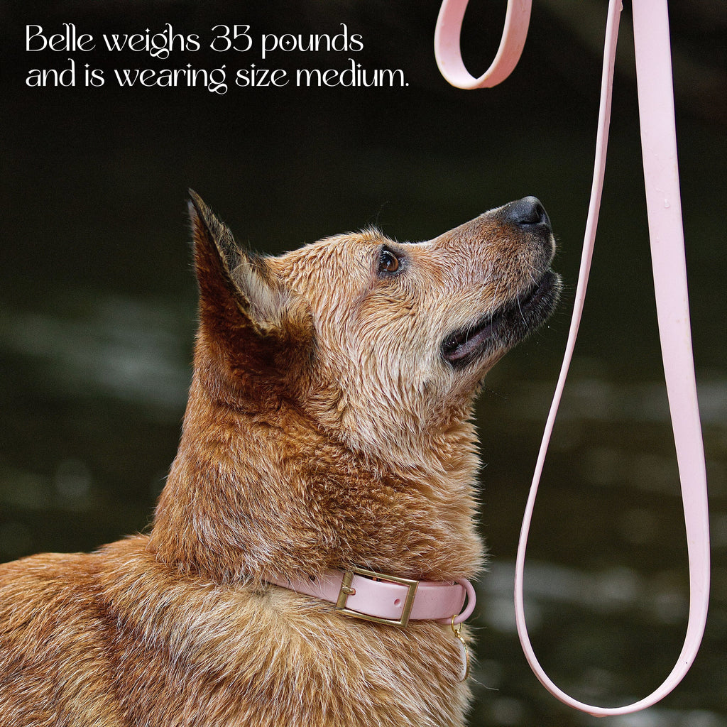 Wolfdoge Waterproof Dog Collar – Stylish, Durable & Easy?Clean – Collars | Doggo Dream Shop
