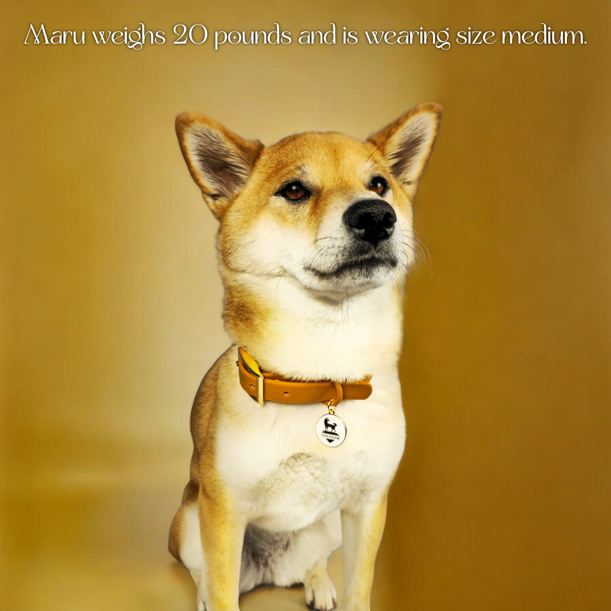 Wolfdoge Waterproof Dog Collar – Stylish, Durable & Easy?Clean – Collars | Doggo Dream Shop